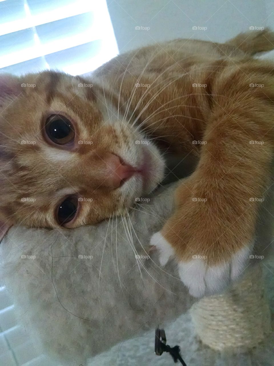 Sleepy Norman the orange tabby cat