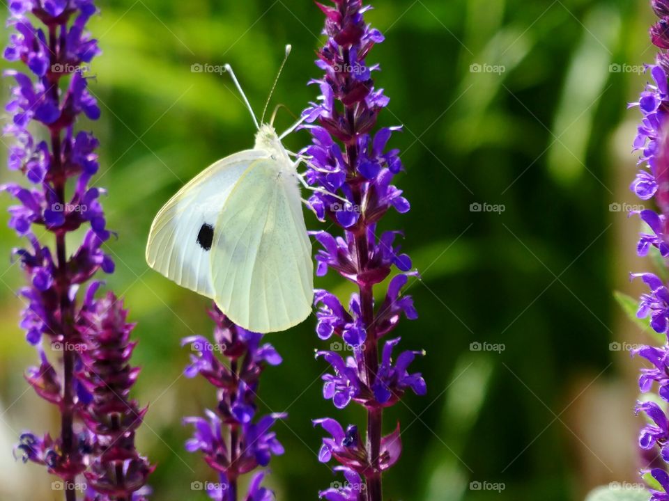 Butterfly on lavender