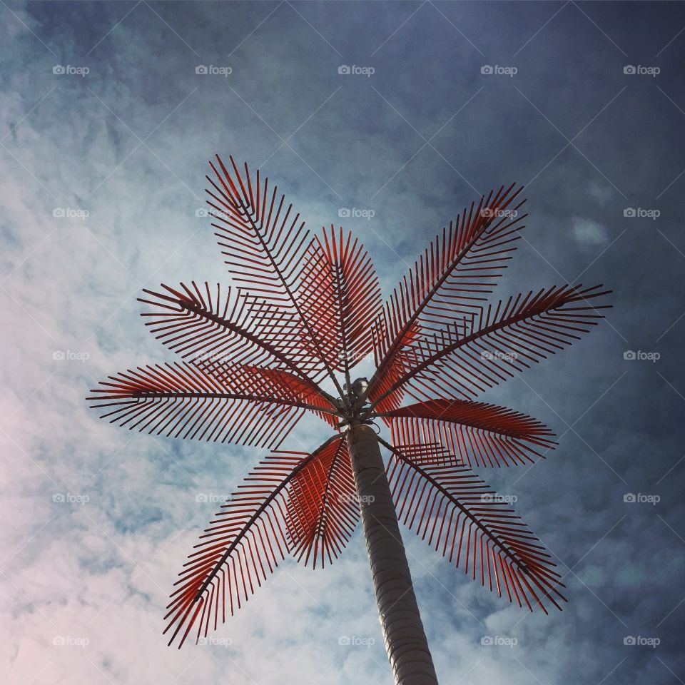 Sky. Palmtree 