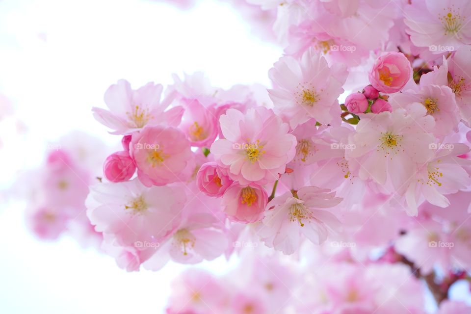 Japanese Cherry Trees Flowers