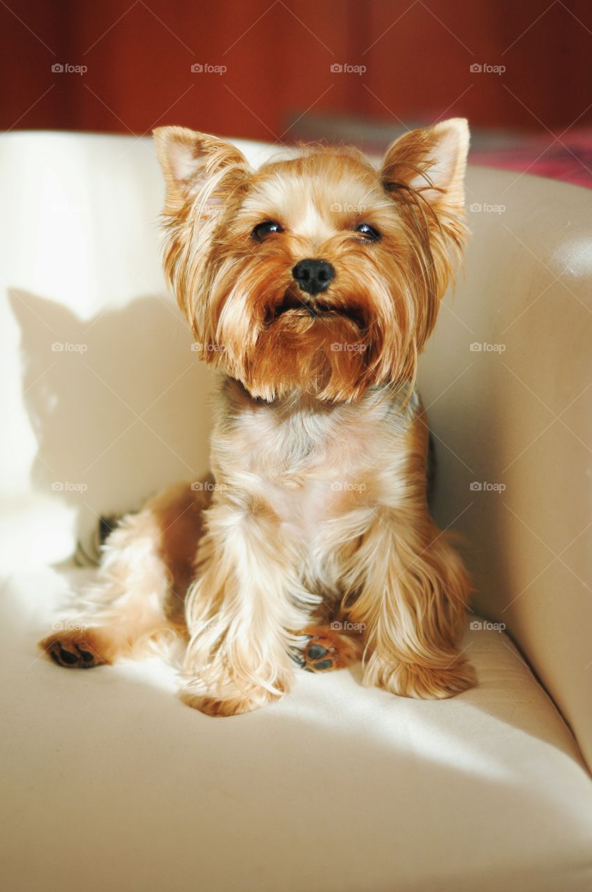 Yorkshire Terrier