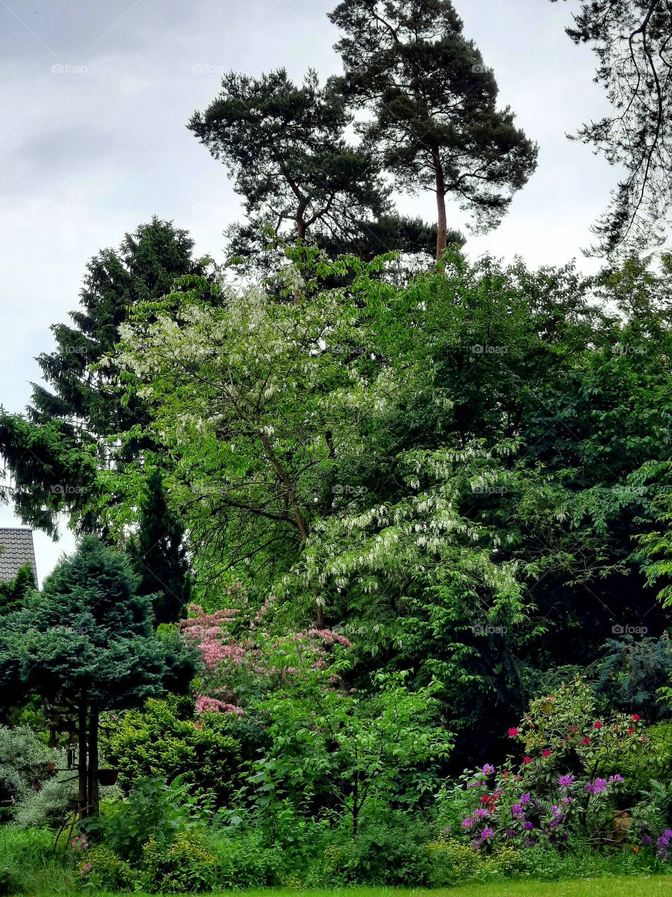 forest garden  with blooming  rhododendrons