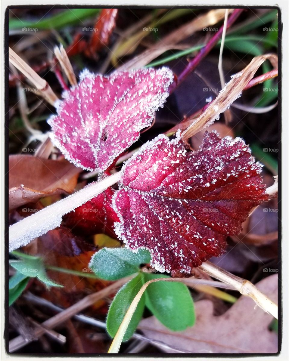 Frost on red leaf
