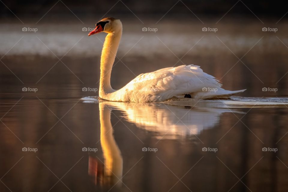 A mute swan glides by near the shore. Lake Benson, Garner North Carolina.