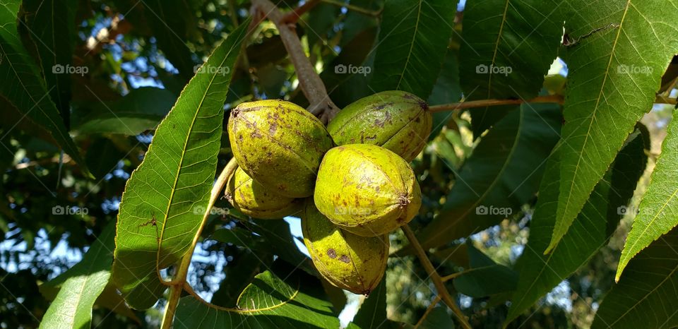 Castanha