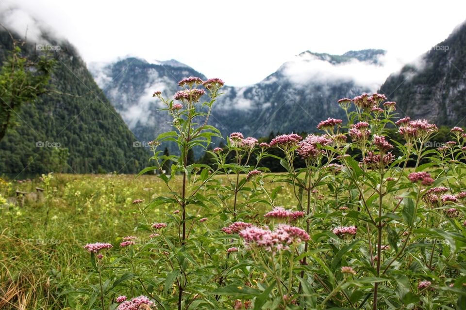 Beautiful view of the Alps