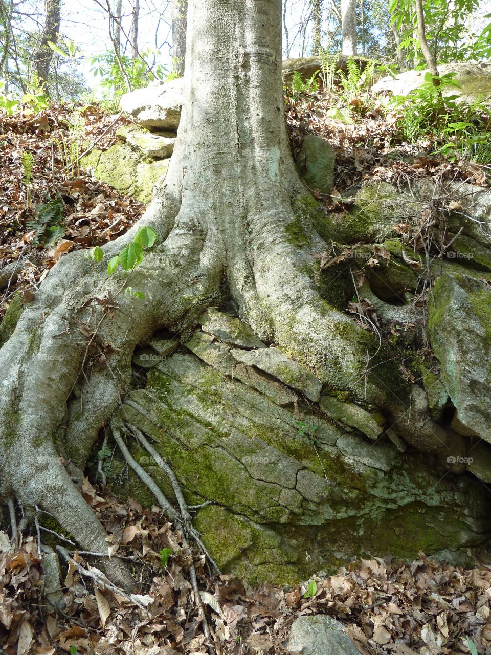 Tree roots.  Tree roots and rocks 