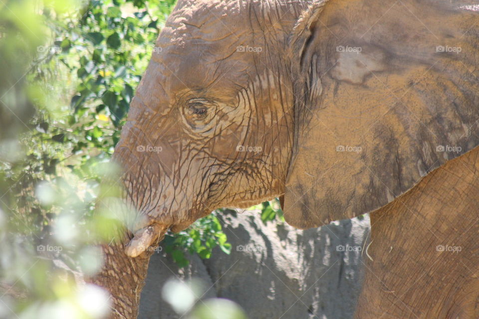 muddy baby elephant