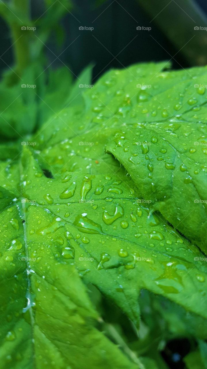 Waterdrops