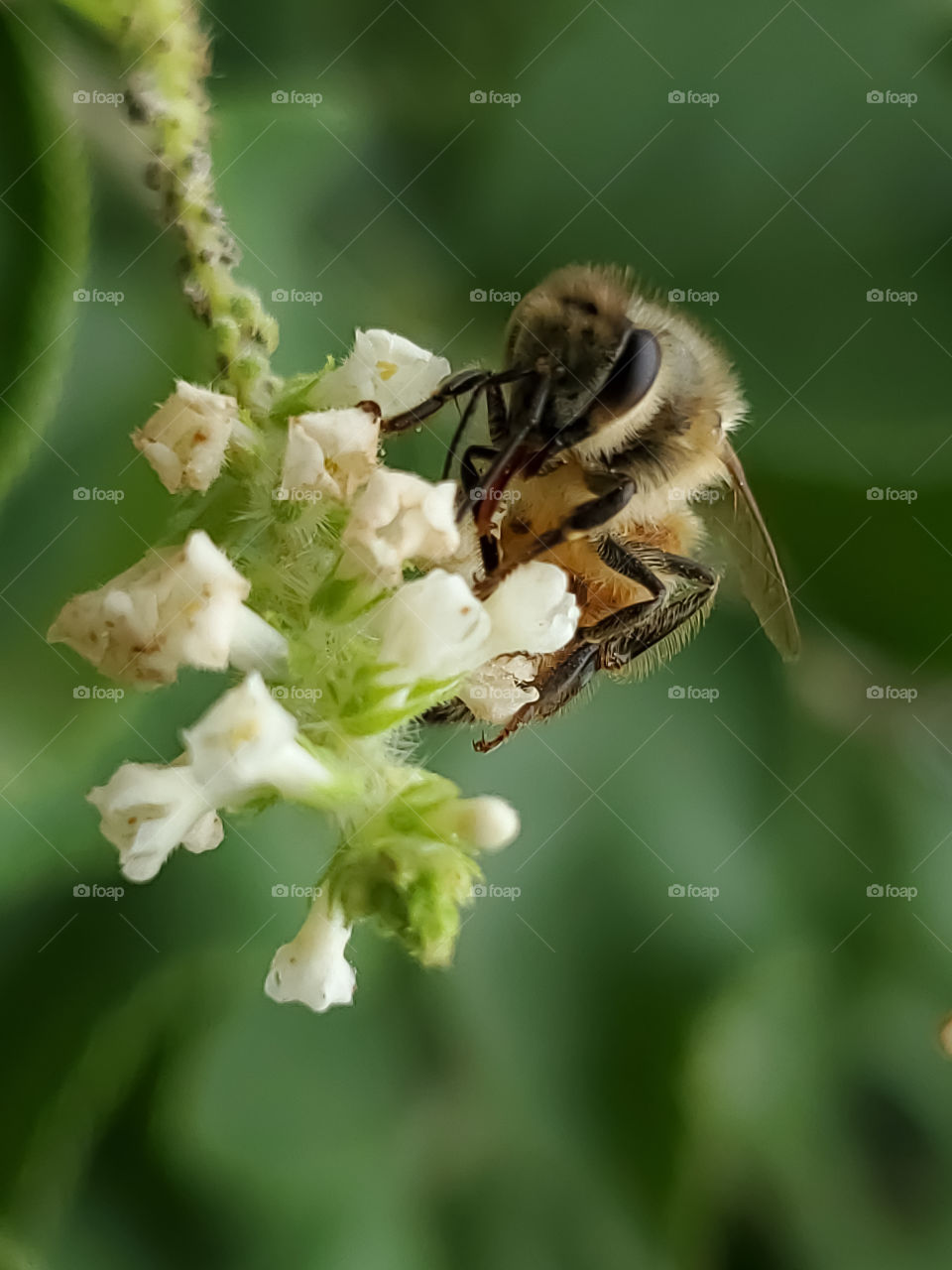 Macro of a Honeybee pollinating white sweet almond verbena cluster flowers.