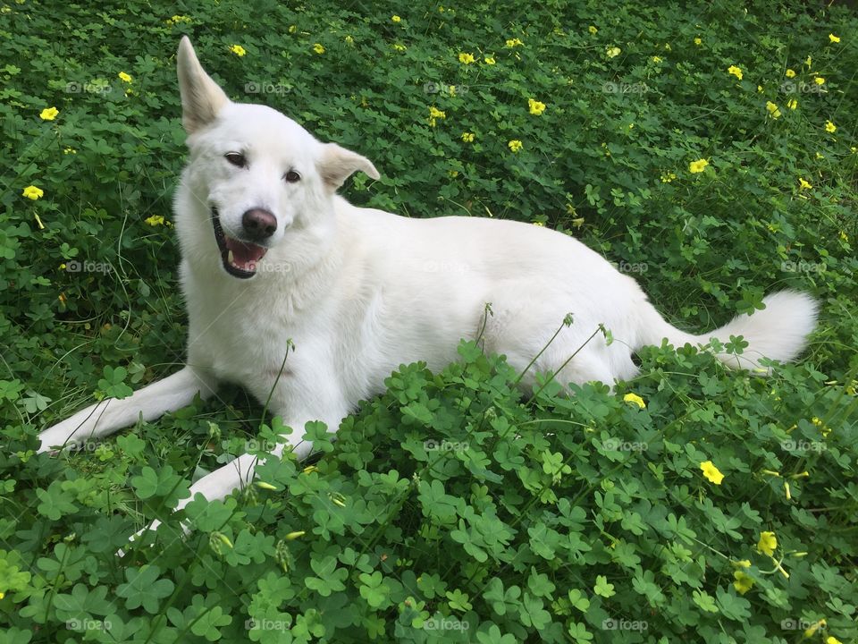 Dog, No Person, Grass, Canine, Mammal