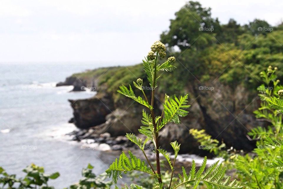 A flower at the cliffs