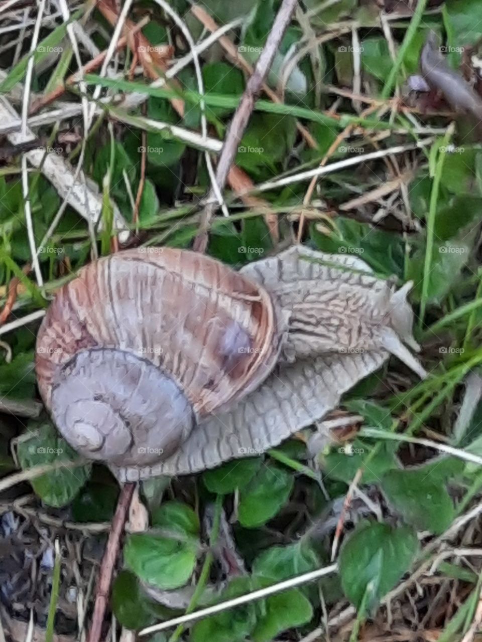 shell  grapevine snail  in spring garden