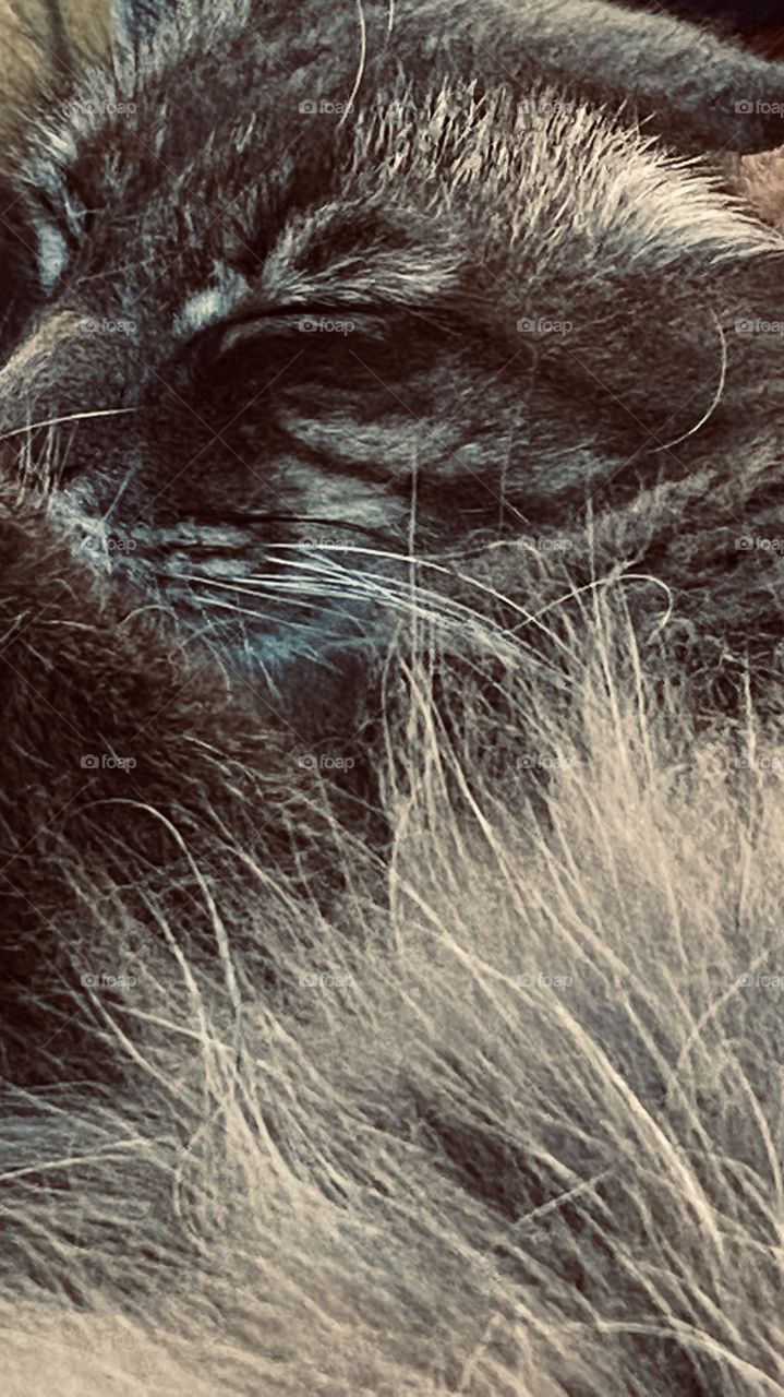 Sleeping Cat close up pic