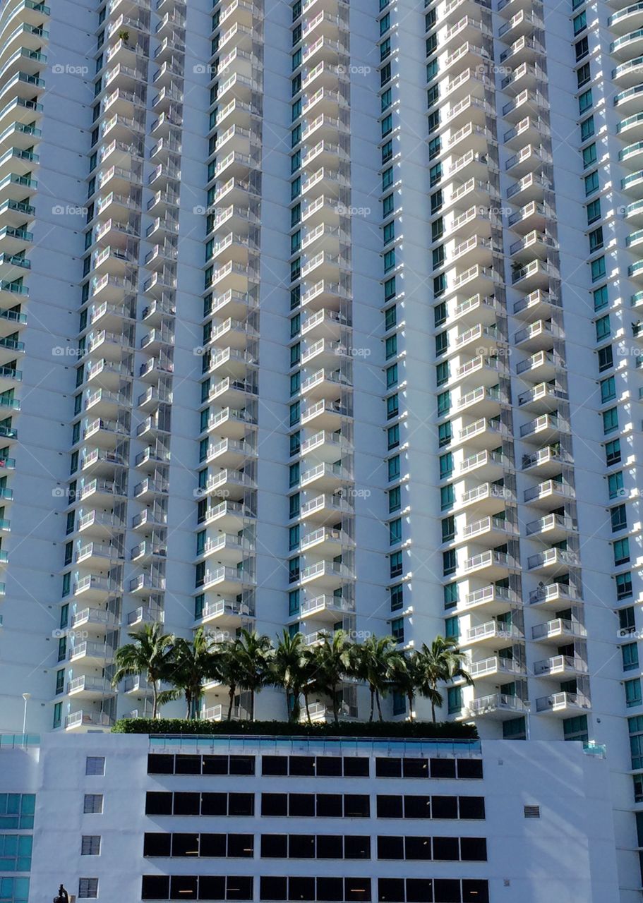 Oasis. Palm trees on building's terrace, Miami, Florida, USA