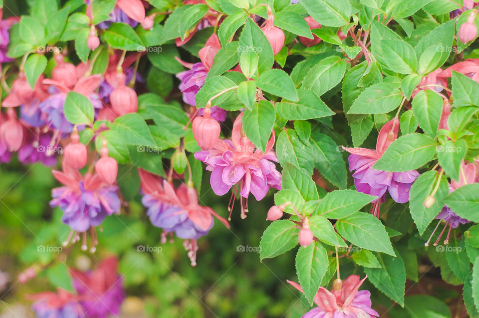 Beautiful small pink flowers 