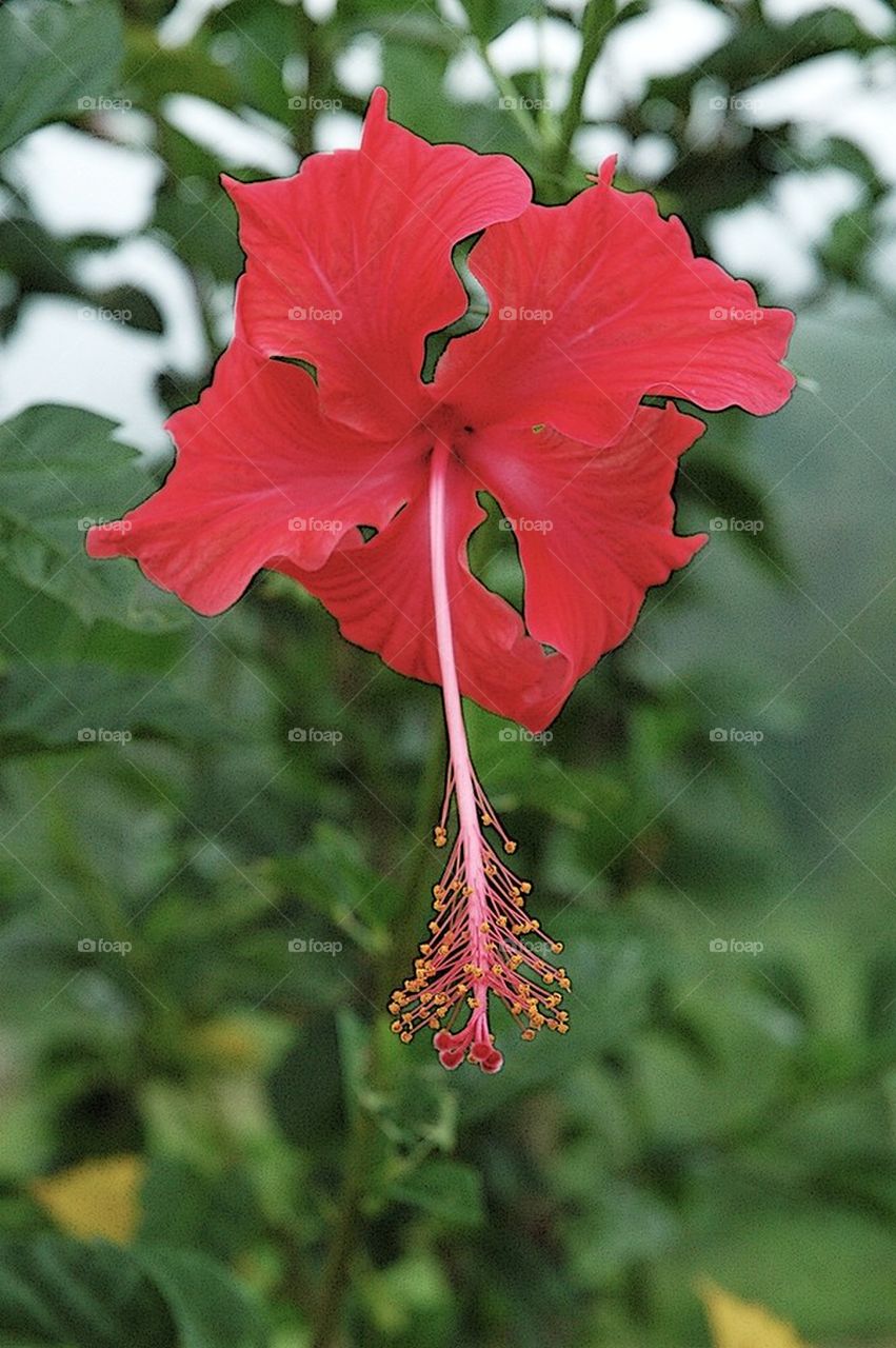 Flower from Bali