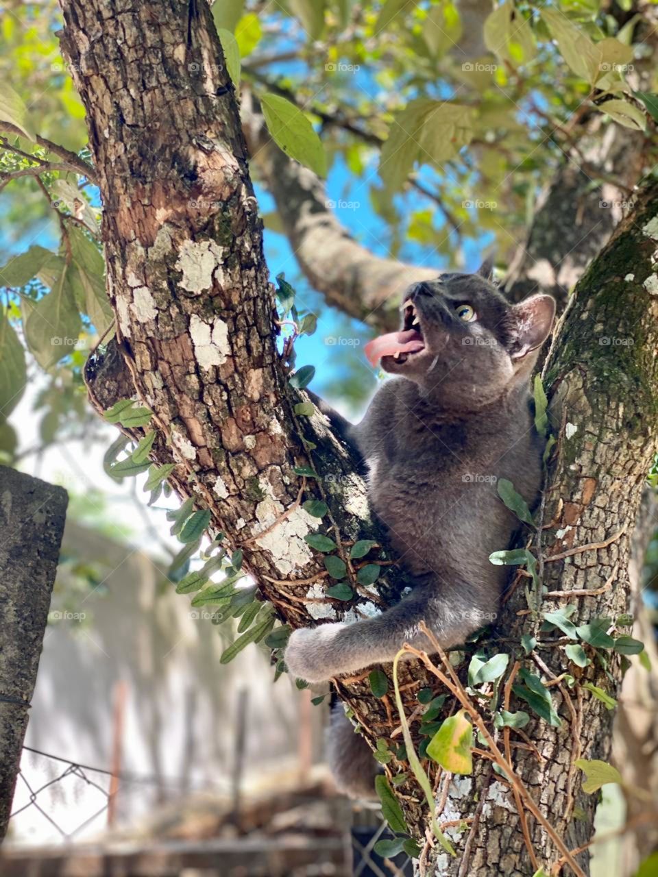 openmouthed cat in a tree