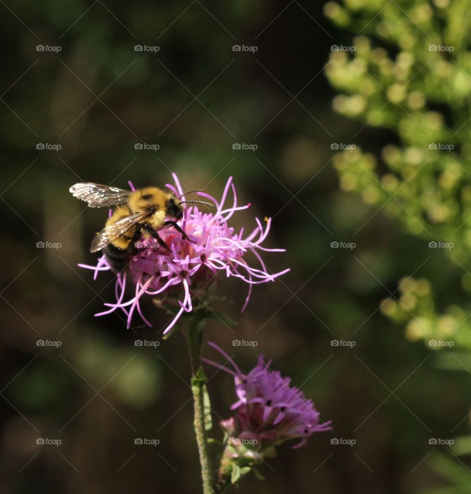 Purple flower and bee