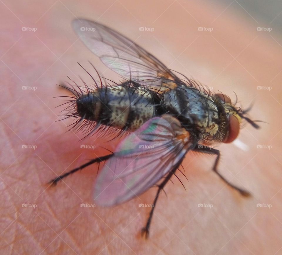 fly macro insects nature