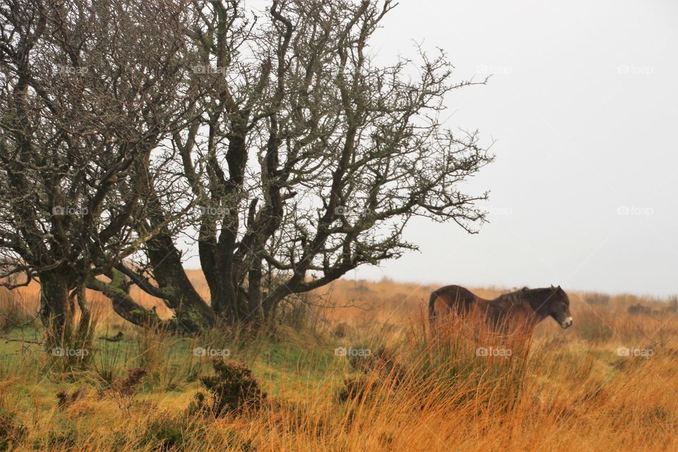 An Exmoor pony hiding from prying eyes