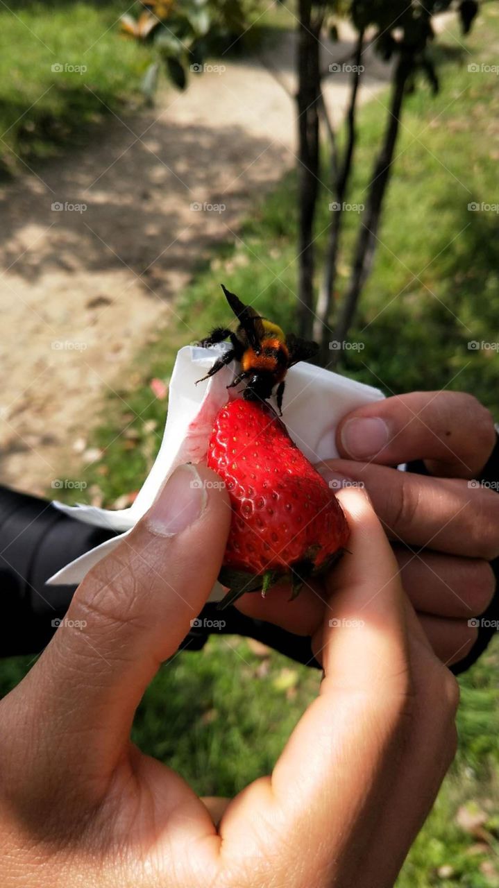 the bee is eating a strawberry