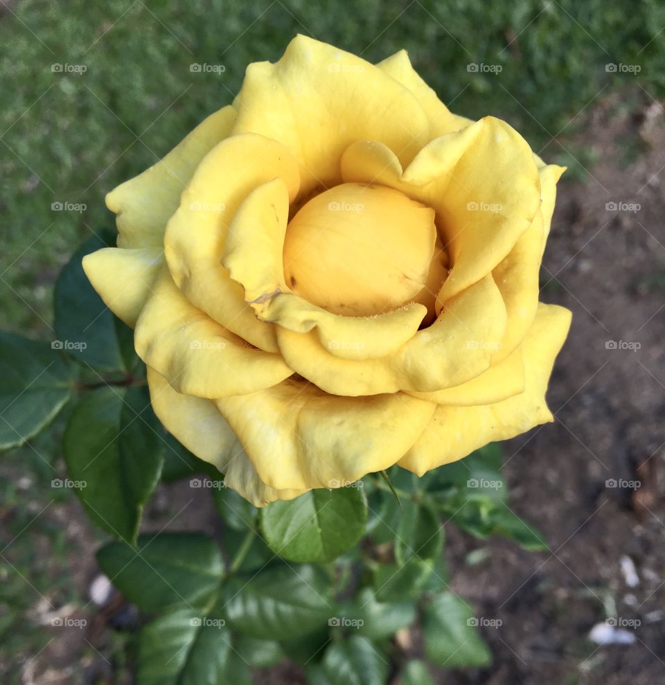  🇺🇸 Very beautiful flowers to brighten our day.  Live nature and its beauty. Did you like the delicate petals? / 🇧🇷 Flores muito bonitas para alegrar nosso dia. Viva a natureza e sua beleza. Gostaram das pétalas delicadas? 