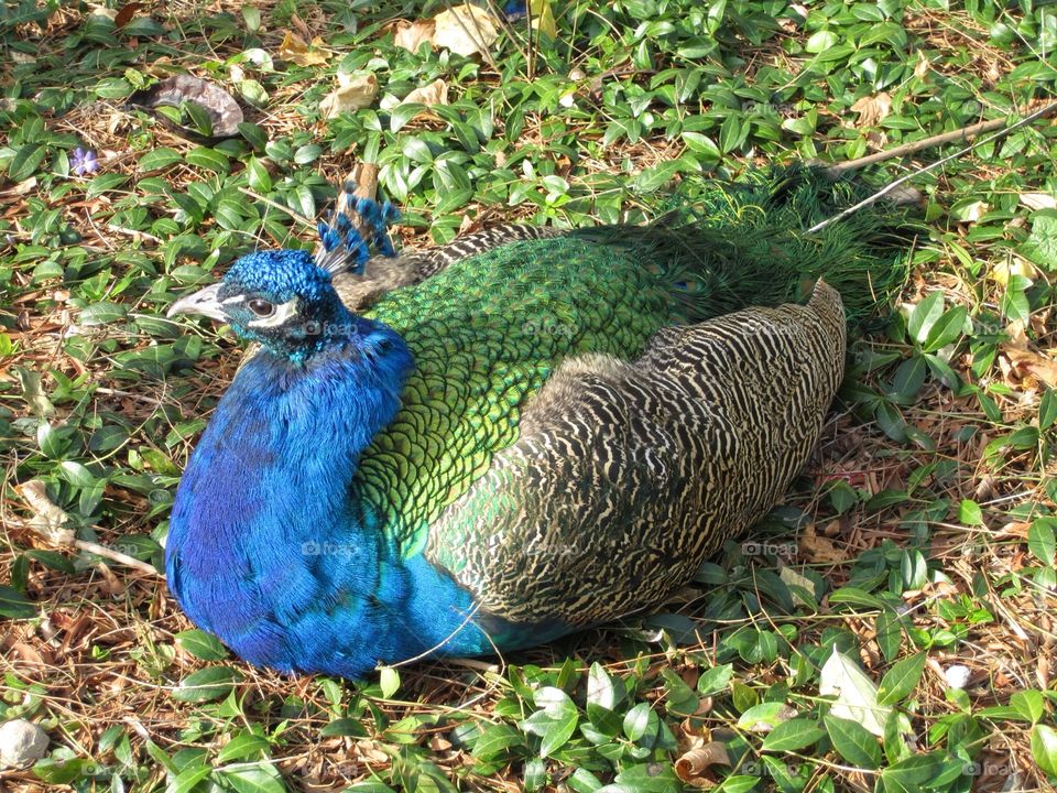 Resting Peacock