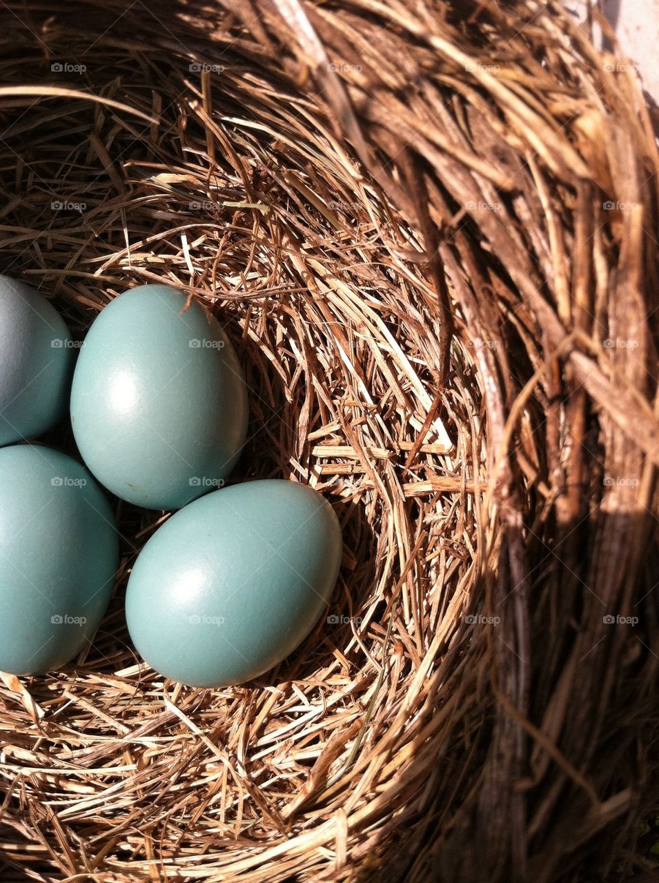Spring robin eggs 