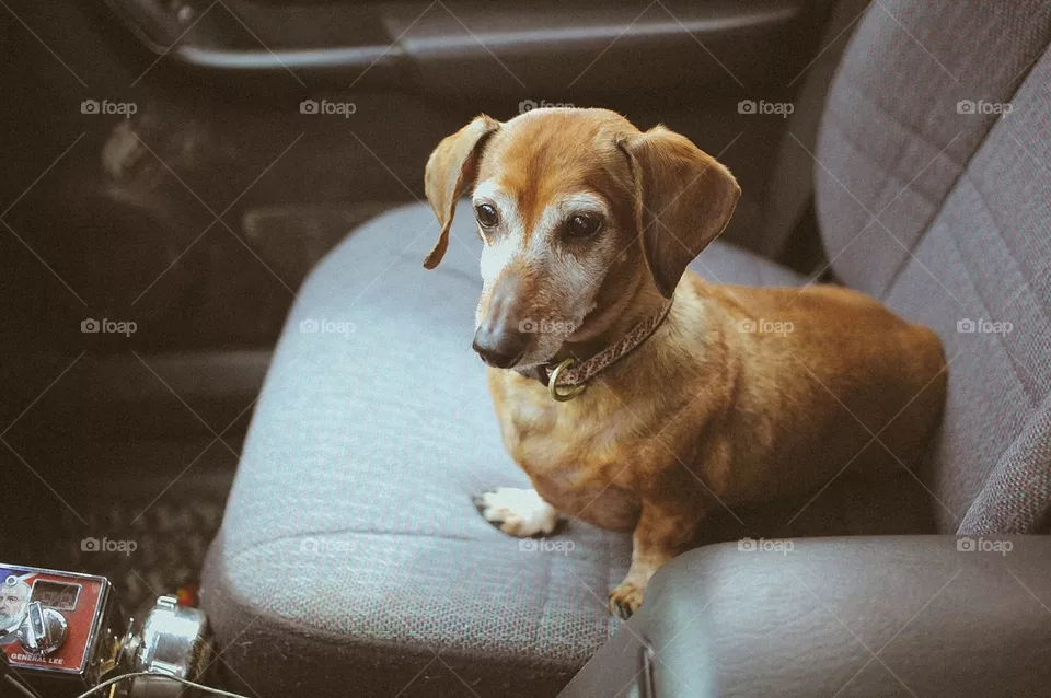 Dog, Portrait, Pet, Sit, Mammal