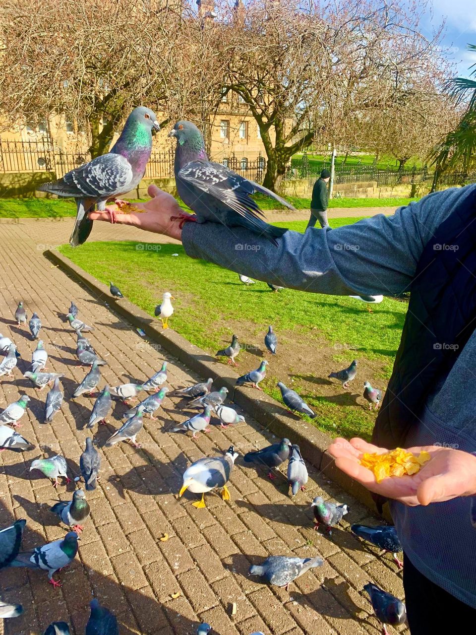 Pigeons in spring