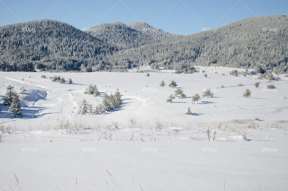 Winter landscape