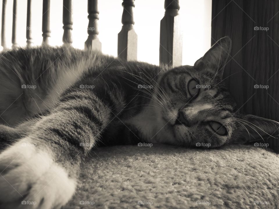 Hanging out with a cat and just laying in the house. 