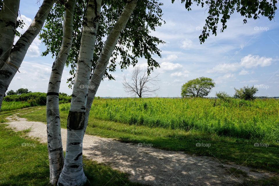 Empty road against trees