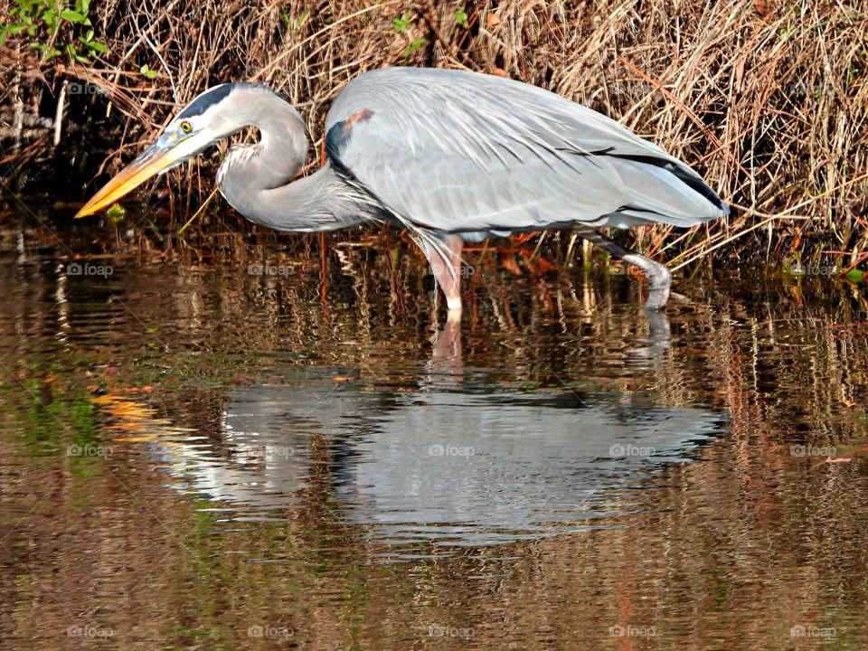 Great Blue Heron and reflection - The Great Blue Heron is the largest of the North American herons with long legs, a sinuous neck, and thick, daggerlike bill. Head, chest, and wing plumes give a shaggy appearance.