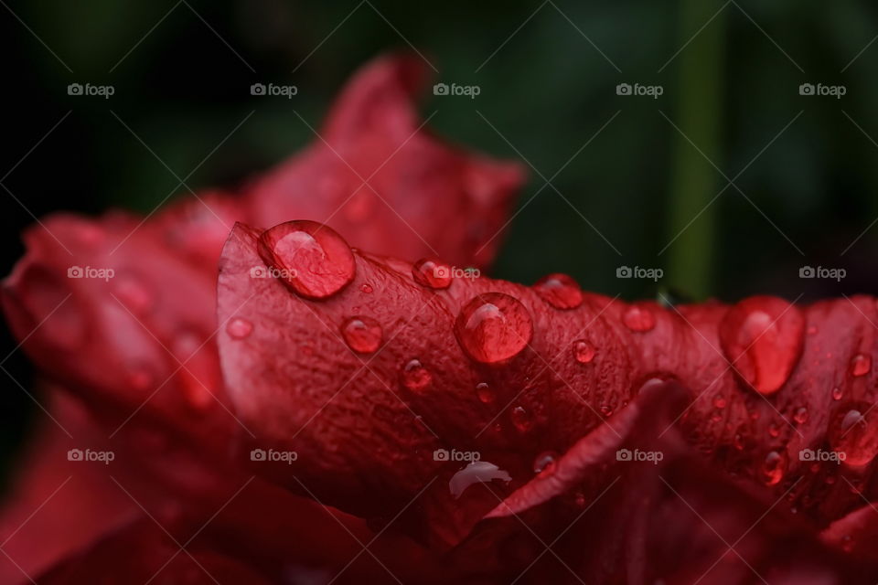 Water droplets on a red flower close up