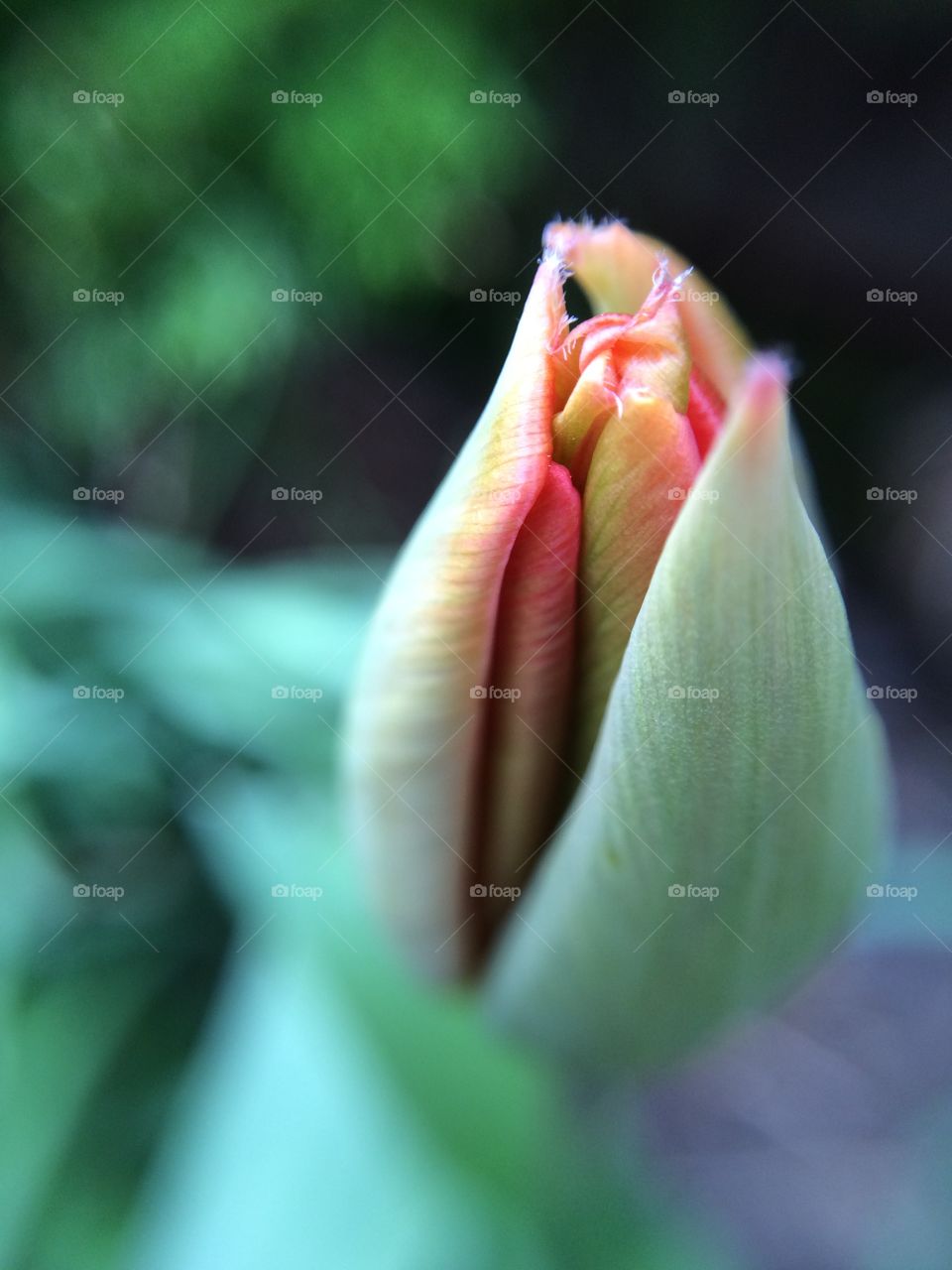 Springtime bud about to burst open captured just before it opens in full.