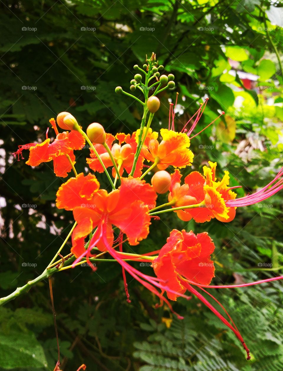 best wallpaper nature love really red yellow color colourful lovely great sunlight focus flower garden forest business beautiful view wonderful photography Photogenic background steel phto