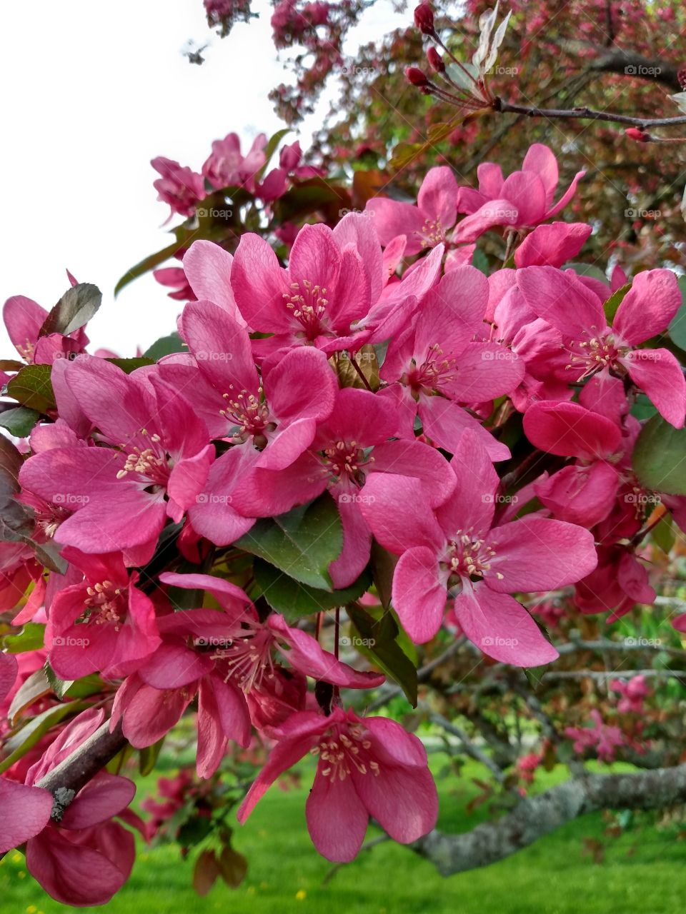 crabapple blossoms