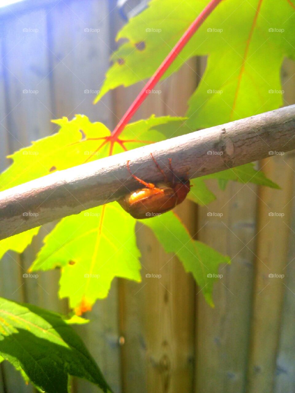 June Bug. Taken last year, saved this little June Bug from drowning.