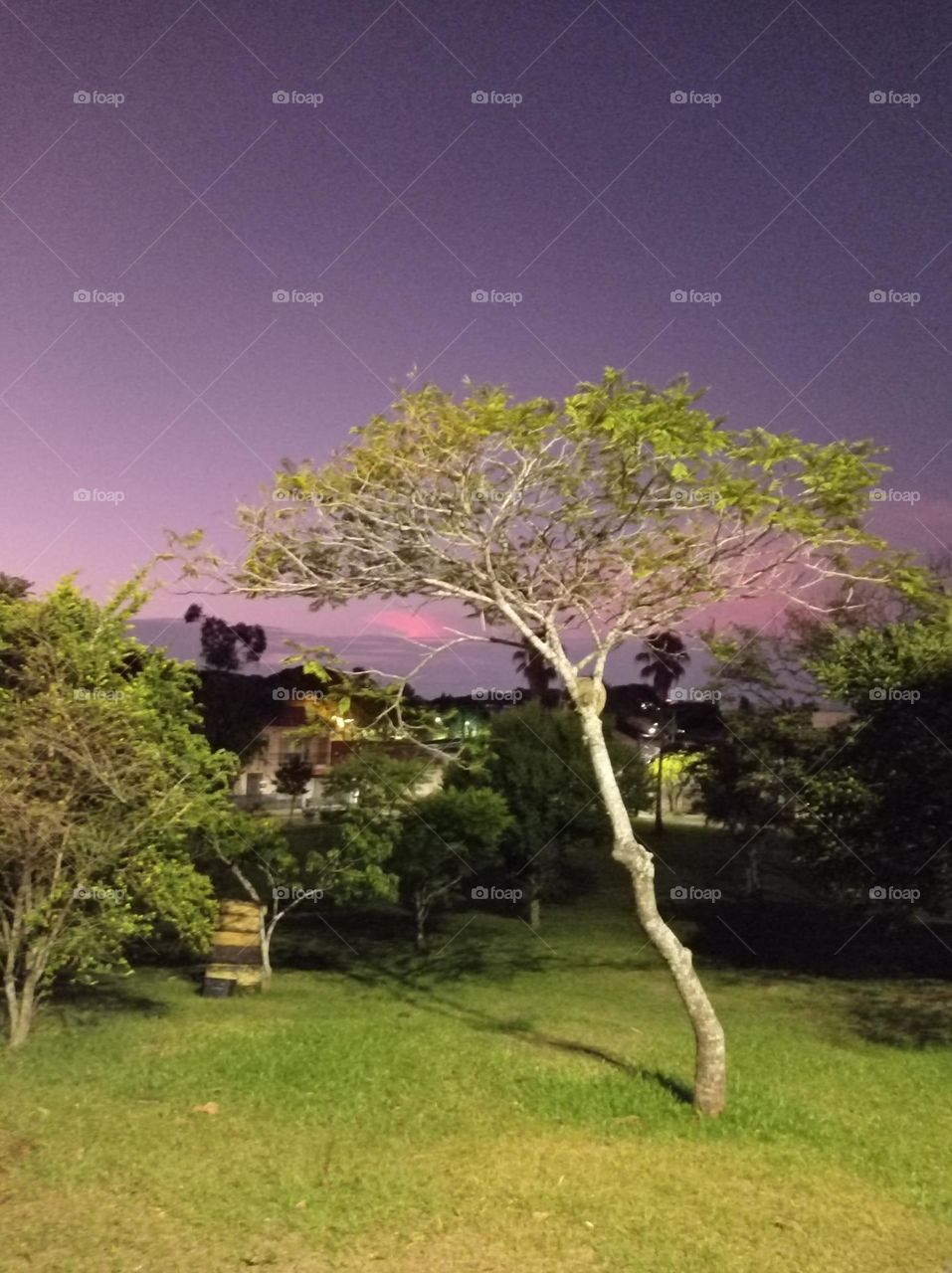 Tree in the park at sunset.