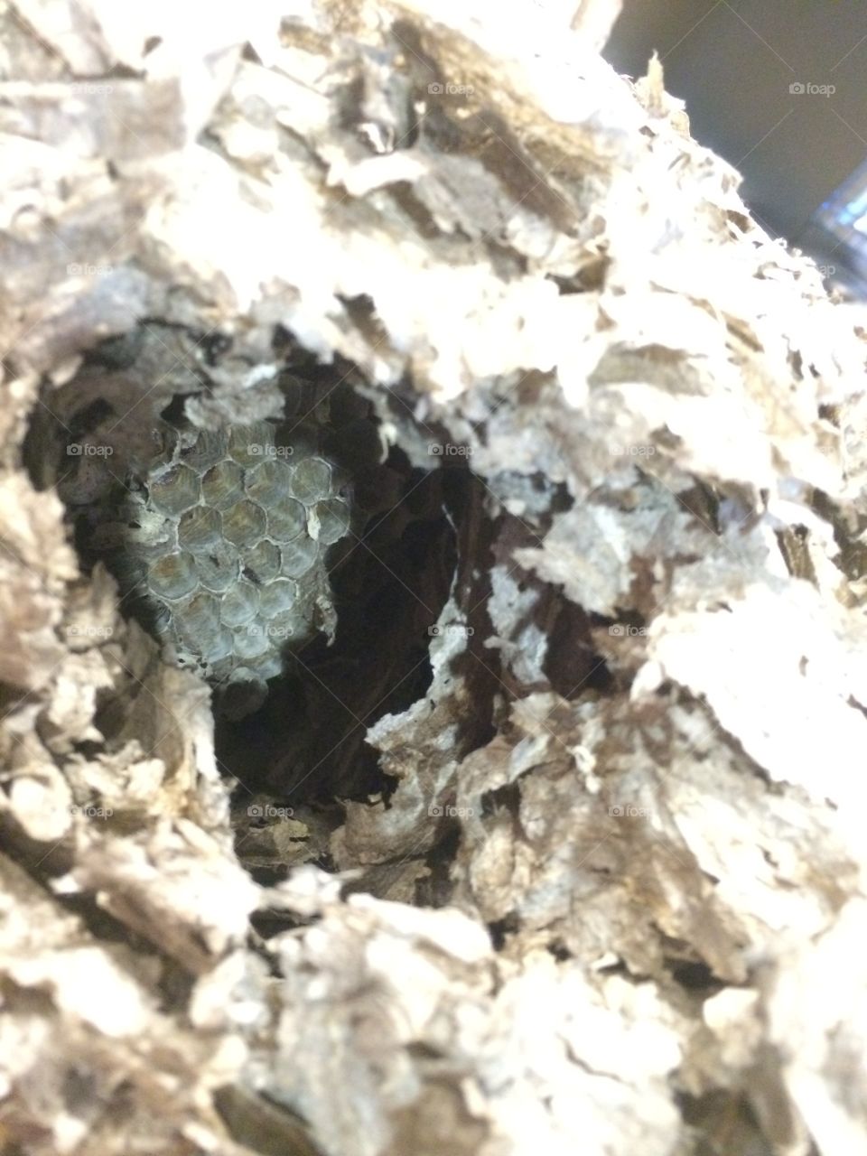 Wasp
Nest 
