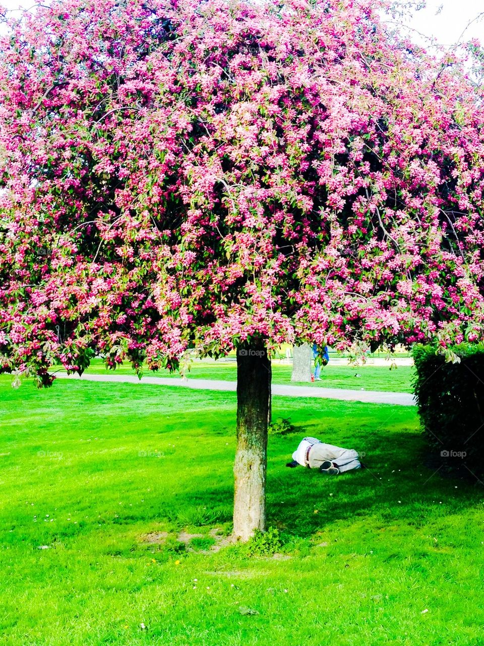 Blooming tree