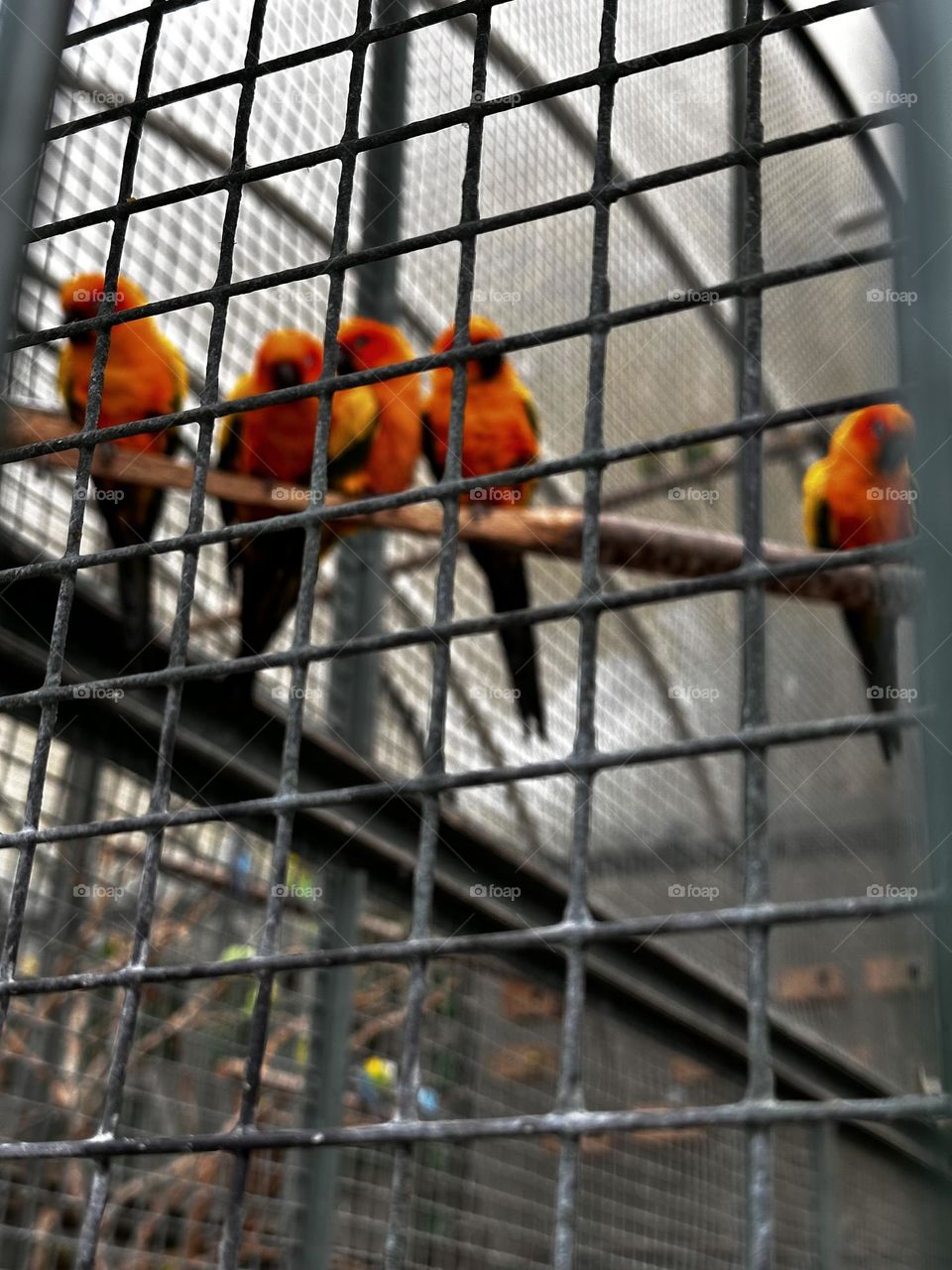 Loros 🦜