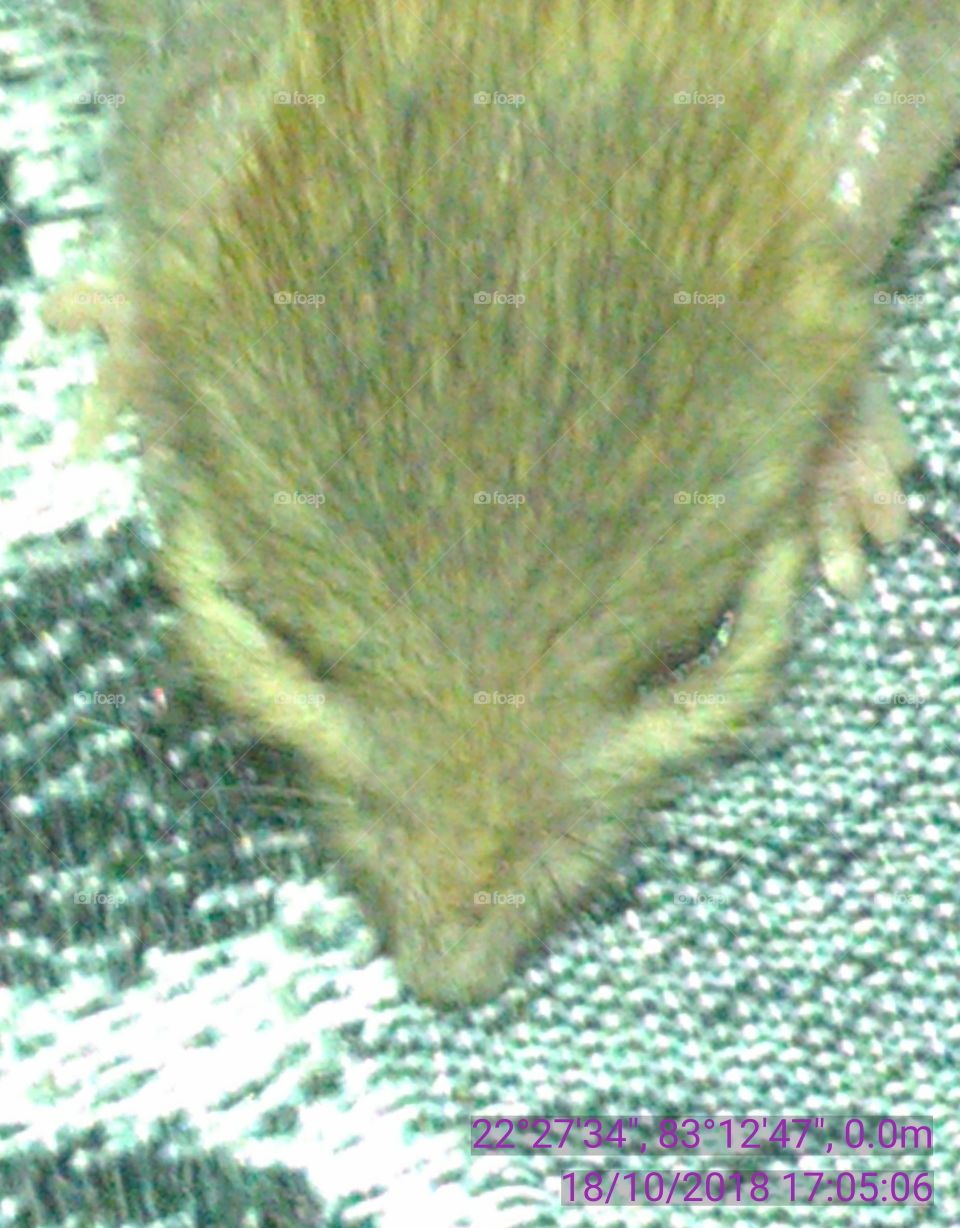 This is a baby mouse sitting and playing.