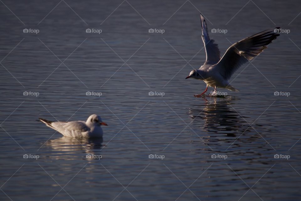 Two seagulls in the lake