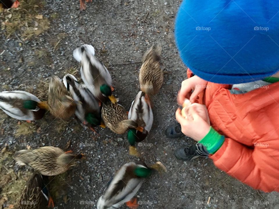 Boy feeding sea birds, from above