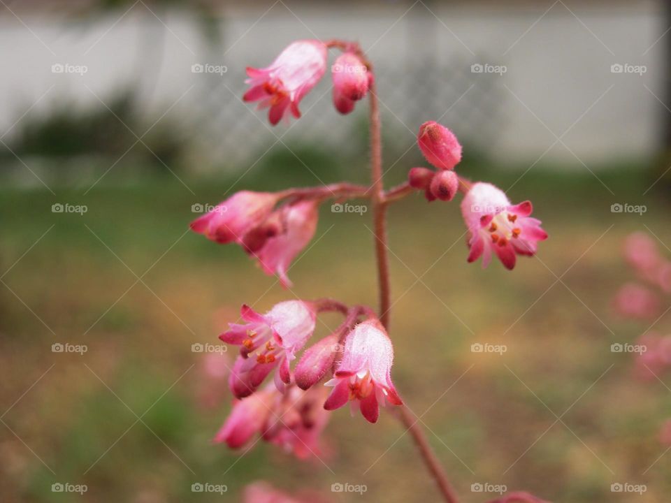 Small pink flowers focused...