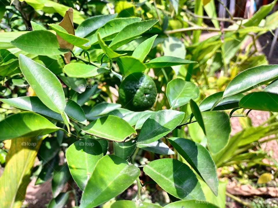 lime plant that has a distinctive smell