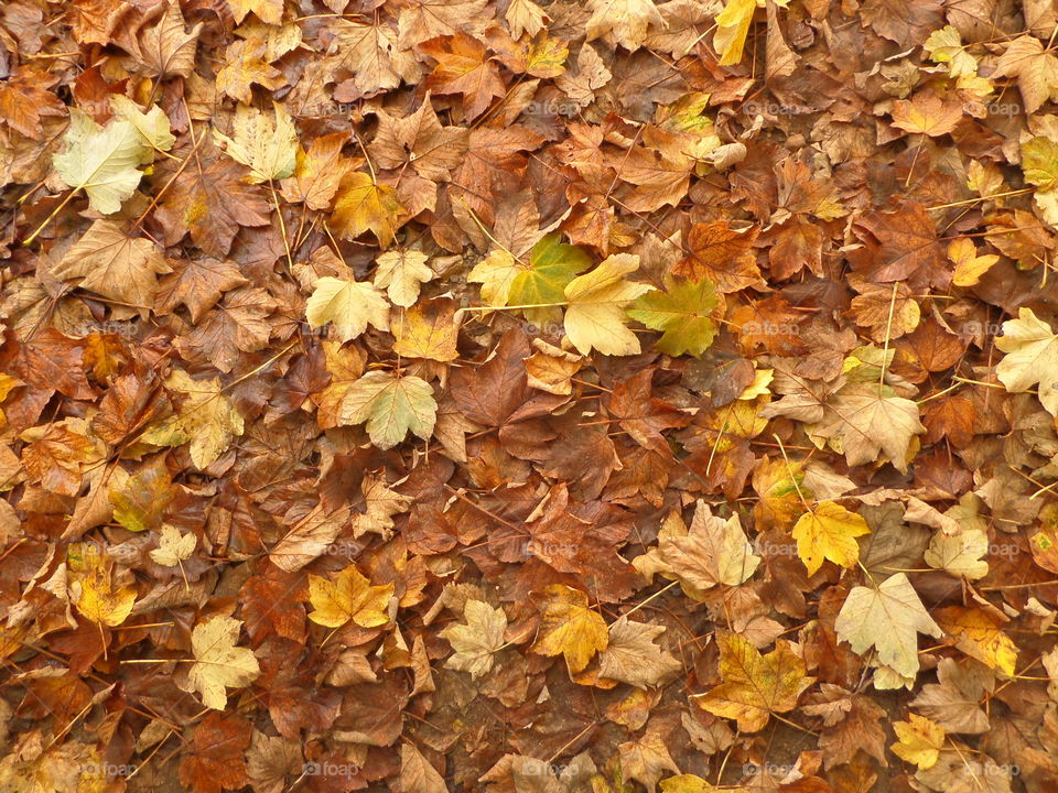 fallen leaves. autumn